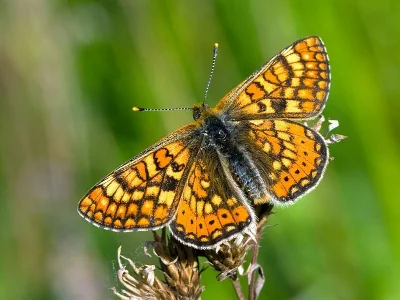 Euphydryas (Eurodryas) aurinia