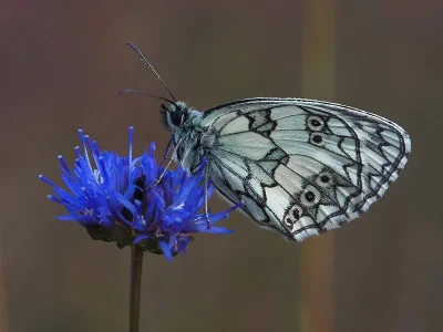 Melanargia (Melanargia) galathea