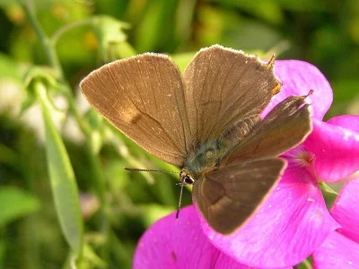 Thecla betulae