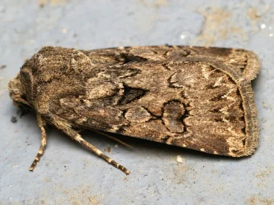 Agrotis (Agrotis) bigramma