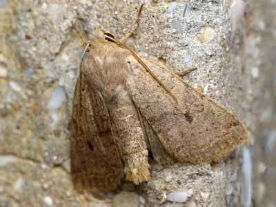 Agrochola (Propenistra) laevis