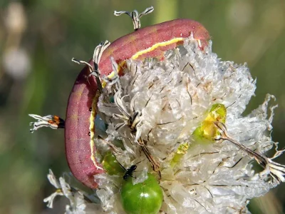 Aporophyla (Phylapora) canescens