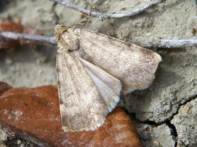 Autophila (Autophila) asiatica