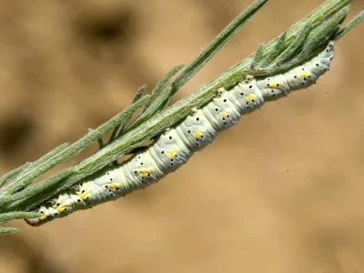 Autophila (Autophila) limbata