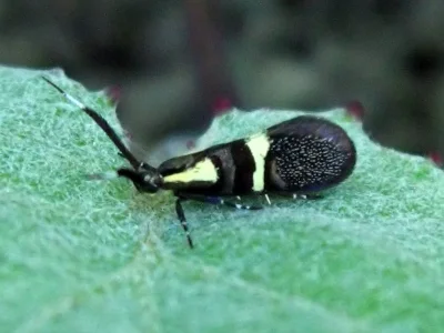 Dasycera oliviella