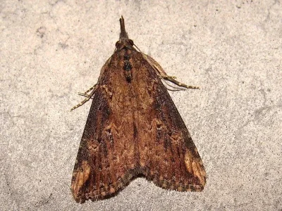 Hypena (Hypena) obesalis