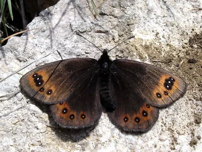 Erebia triarius
