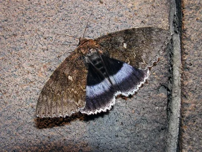 Catocala fraxini