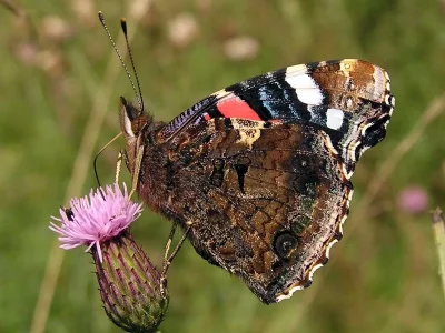 Vanessa atalanta