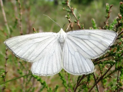 Siona lineata