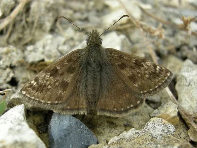 Erynnis tages