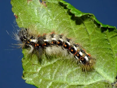 Acronicta (Viminia) rumicis