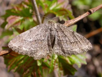 Ectropis crepuscularia