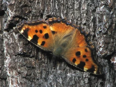 Nymphalis (Nymphalis) polychloros