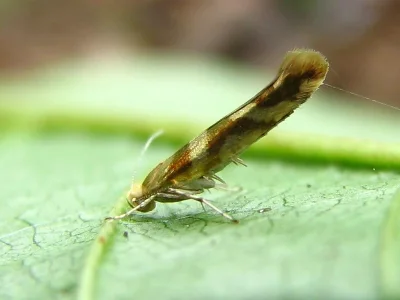 Argyresthia (Argyresthia) goedartella