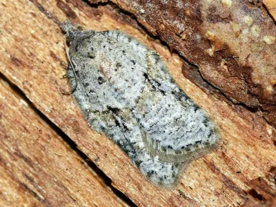 Acleris kochiella