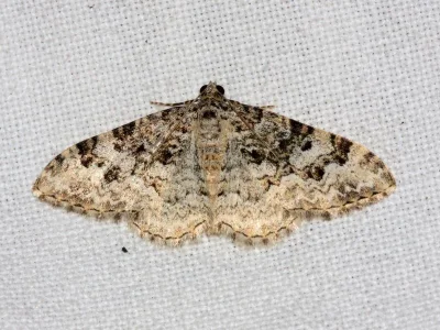 Catarhoe putridaria
