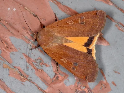Noctua pronuba