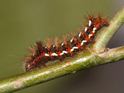 Acronicta (Viminia) rumicis