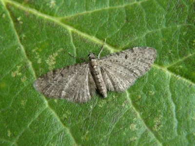 Eupithecia virgaureata