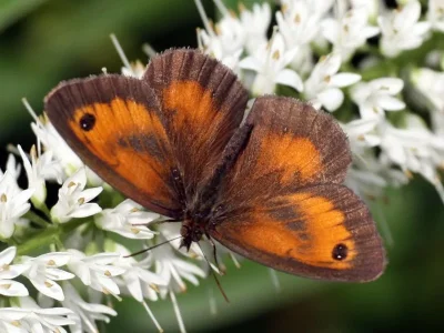 Pyronia (Pyronia) tithonus