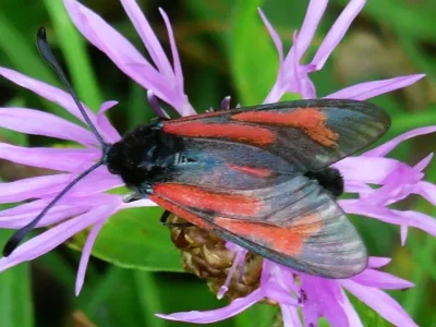 Zygaena (Mesembrynus) minos