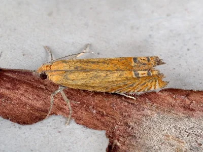 Lathronympha strigana