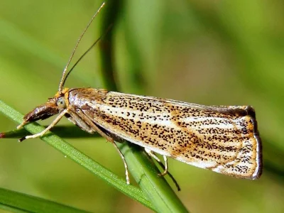Thisanotia chrysonuchella