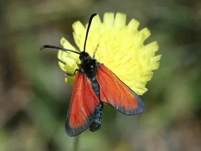 Zygaena (Mesembrynus) rubicundus
