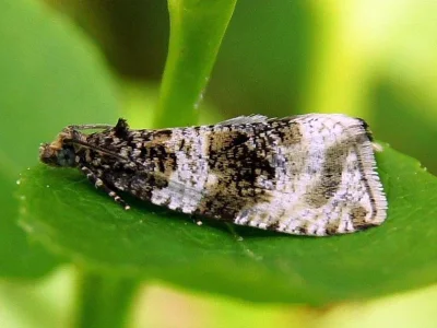 Orthotaenia undulana