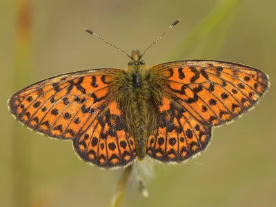 Boloria (Proclossiana) eunomia