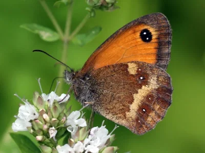 Pyronia (Pyronia) tithonus