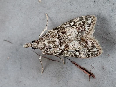 Eudonia lacustrata