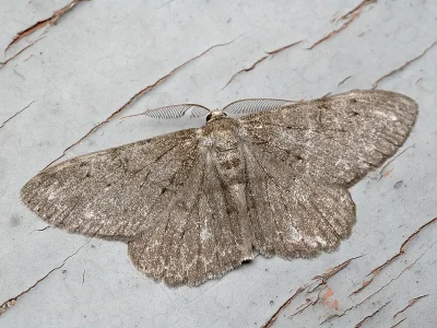 Hypomecis punctinalis