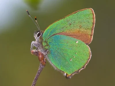 Callophrys (Callophrys) rubi