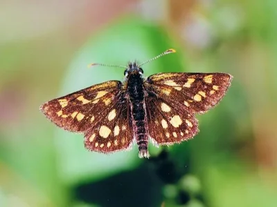 Carterocephalus palaemon