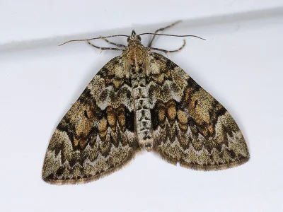 Thera variata