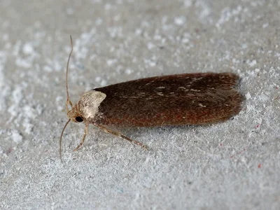 Depressaria (Depressaria) depressana