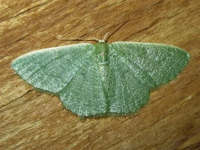Phaiogramma faustinata