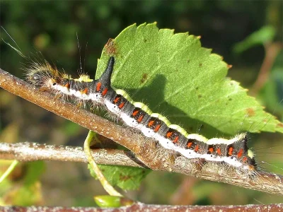Acronicta (Triaena) psi