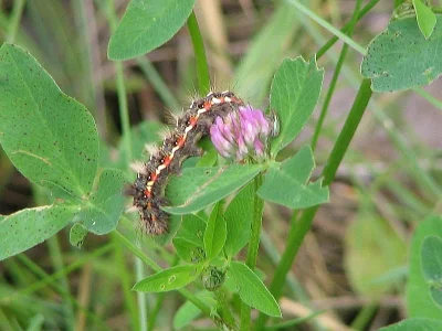 Acronicta (Viminia) rumicis