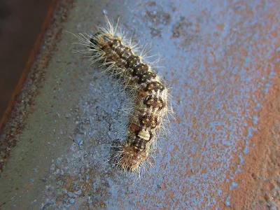 Acronicta (Subacronicta) megacephala