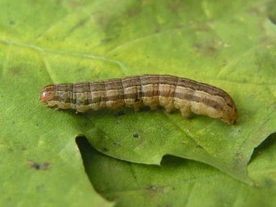 Xestia (Xestia) sexstrigata