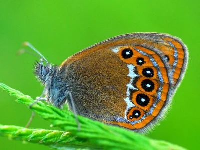 Coenonympha hero