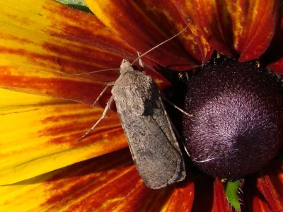 Agrotis (Agrotis) segetum
