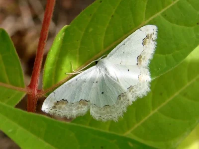 Scopula (Scopula) ornata