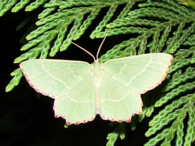 Thalera fimbrialis
