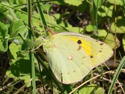Colias croceus