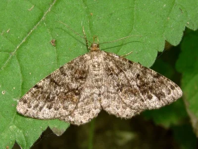 Deileptenia ribeata