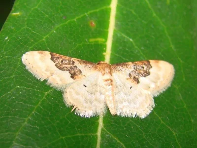 Idaea rusticata